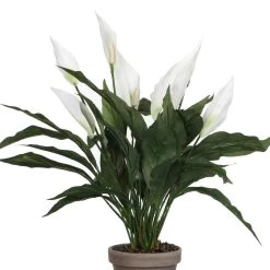 Mica Decorations Kunstplant - Spathiphyllum Lepelplant - Wit - 50 Cm -Home Decoration Store 1000005029 0102