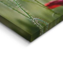 Schilderij Wilde Klaprozen 70x118 Cm Groen 7 Schilderij Wilde Klaprozen 70x118 Cm Groen -Home Decoration Store 1000006571 0103