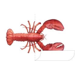 ESTAhome Muursticker - Kreeft - Rood - 145 X 97 Cm - 159042 7 ESTAhome Muursticker - Kreeft - Rood - 145 X 97 Cm - 159042 -Home Decoration Store 1000017933 0103