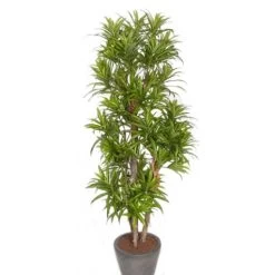 Merkloos Bellatio Flowers & Plants Kunstplant - Dracaena Reflexa - 120 Cm
