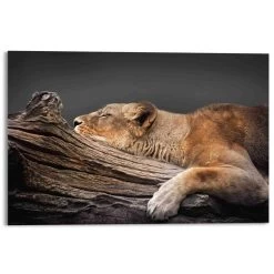 Plexiglasschilderij Rustende Leeuwin 80x120 Cm Bruin