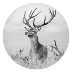 Plexiglasschilderij Trots Hert Ø 50 Cm Zwart-Wit