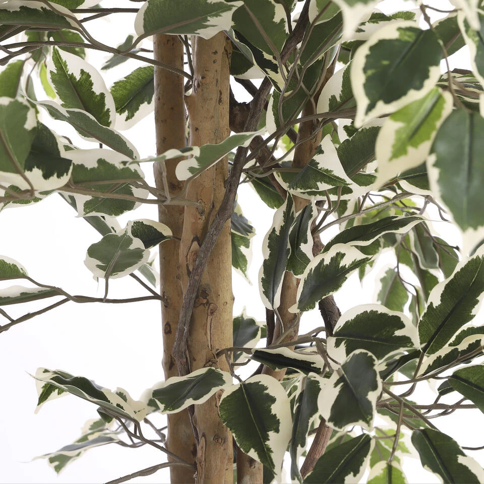 Mica Decorations Ficus Kunstplant - H180 X Ø90 Cm - Groen Bont 4 Mica Decorations Ficus Kunstplant - H180 X Ø90 Cm - Groen Bont - Afbeelding 4