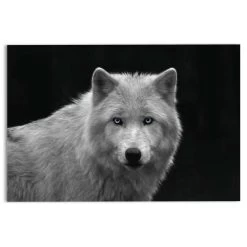 Glasschilderij Witte Wolf 78x116 Cm Zwart-Wit