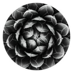 Glasschilderij Succuelent Agave Ø 50 Cm Zwart