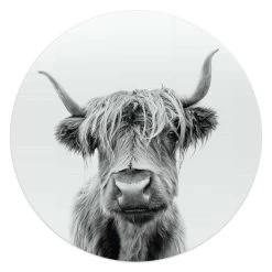 Glasschilderij Schotse Hooglander Ø 50 Cm Zwart-Wit