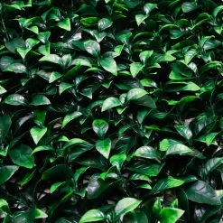 Wandpanelen Kunsthaag Laurierblad - Set Van 4 - 50x50x4cm 7 Wandpanelen Kunsthaag Laurierblad - Set Van 4 - 50x50x4cm -Home Decoration Store 1000097790 0103