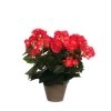 Mica Decoration Kunstplant - Begonia - Donkerroze - In Pot - 30 Cm