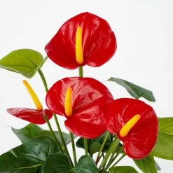Merkloos Kunstplant Anthurium - Rood - In Grijze Pot - 40 Cm -Home Decoration Store 1538442929 0104