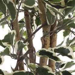 Mica Decorations Ficus Kunstplant - H150 X Ø75 Cm - Groen Bont 7 Mica Decorations Ficus Kunstplant - H150 X Ø75 Cm - Groen Bont -Home Decoration Store 1592010245 0111