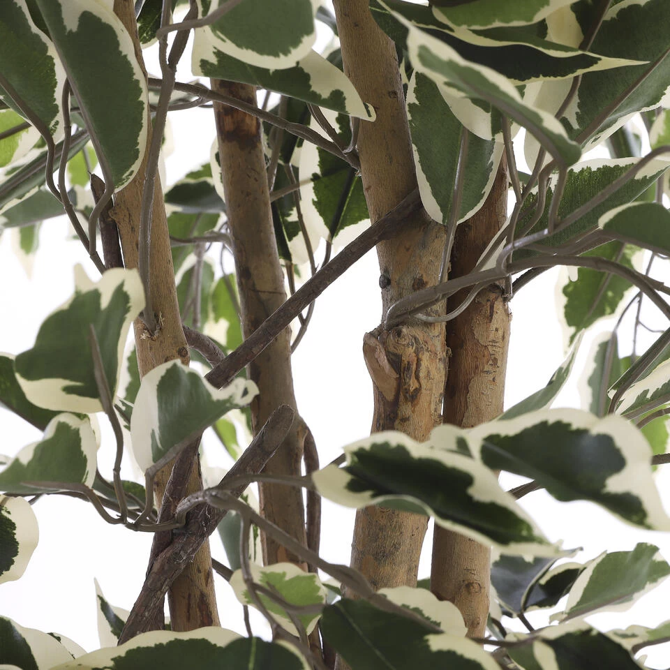 Mica Decorations Ficus Kunstplant - H150 X Ø75 Cm - Groen Bont 4 Mica Decorations Ficus Kunstplant - H150 X Ø75 Cm - Groen Bont - Afbeelding 4