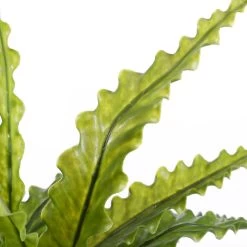 Mica Decorations Asplenium Kunstplant In Bloempot H54 Cm -Home Decoration Store 1603646301 0103