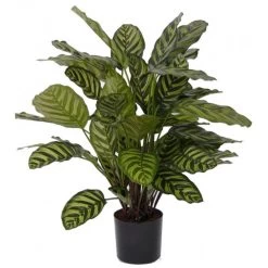Bellatio Flowers & Plants Kunstplant - Calathea Makoyana - 67 Cm