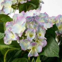 Mica Decorations Kunstplant - Hortensia - Paars - 45 Cm -Home Decoration Store 1791427834 0102