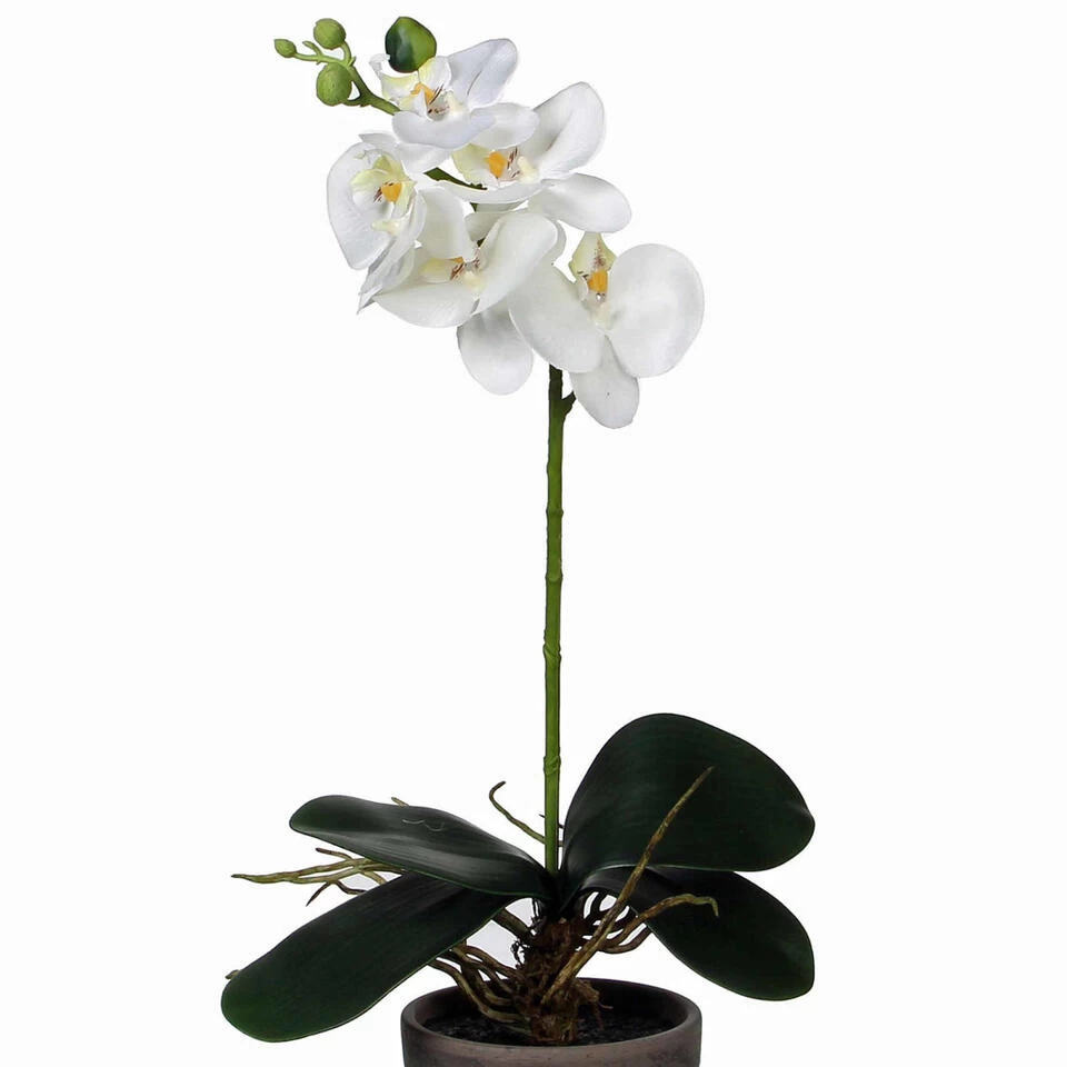 Mica Decorations Kunstplant - Phalaenopsis Orchidee - Wit - 48 Cm 2 Mica Decorations Kunstplant - Phalaenopsis Orchidee - Wit - 48 Cm - Afbeelding 2