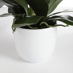 Mica Decorations Phalaenopsis Kunstplant - H66 X Ø38 Cm - Crème -Home Decoration Store b0cbdcb724a5476ea7d7c87f287dbefe