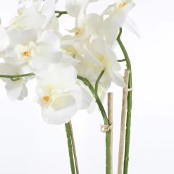 Mica Decorations Phalaenopsis Kunstplant - H66 X Ø38 Cm - Crème -Home Decoration Store f428f36bc77e4b99b2e14b04fe33c584